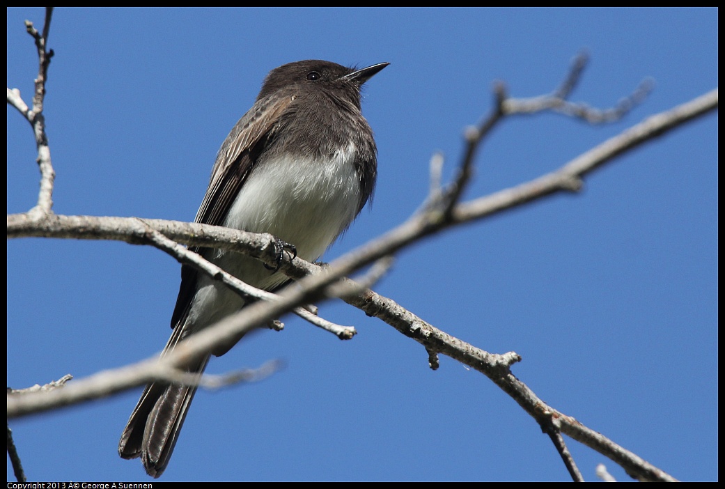 0217-111936-01.jpg - Black Phoebe