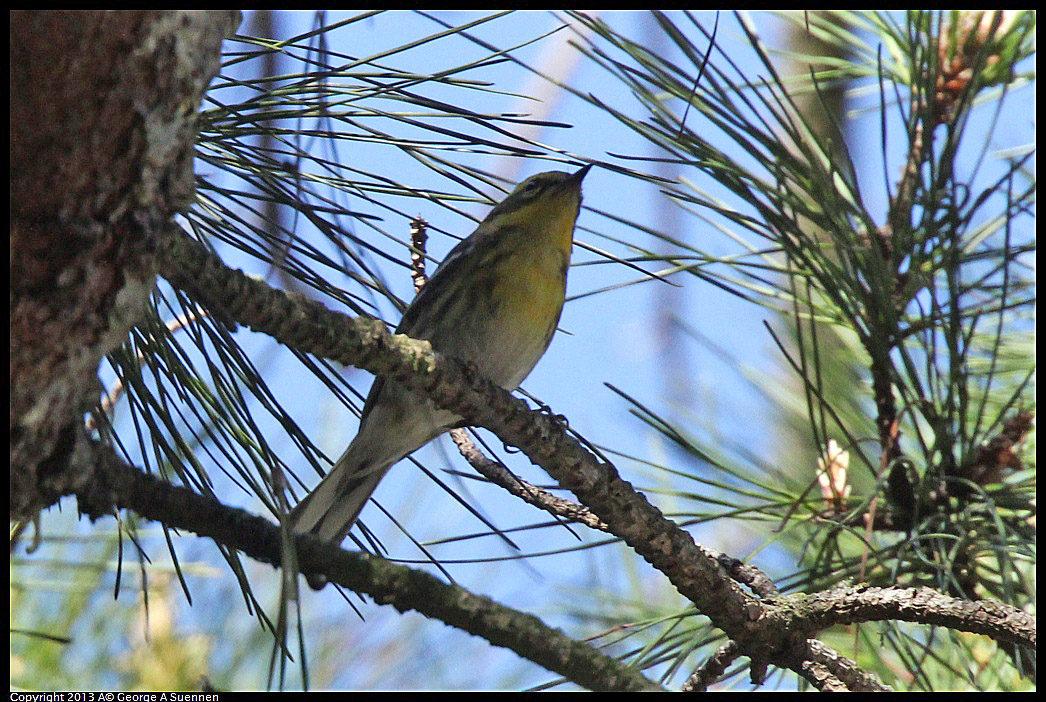 0217-112026-02.jpg - Townsend's Warbler