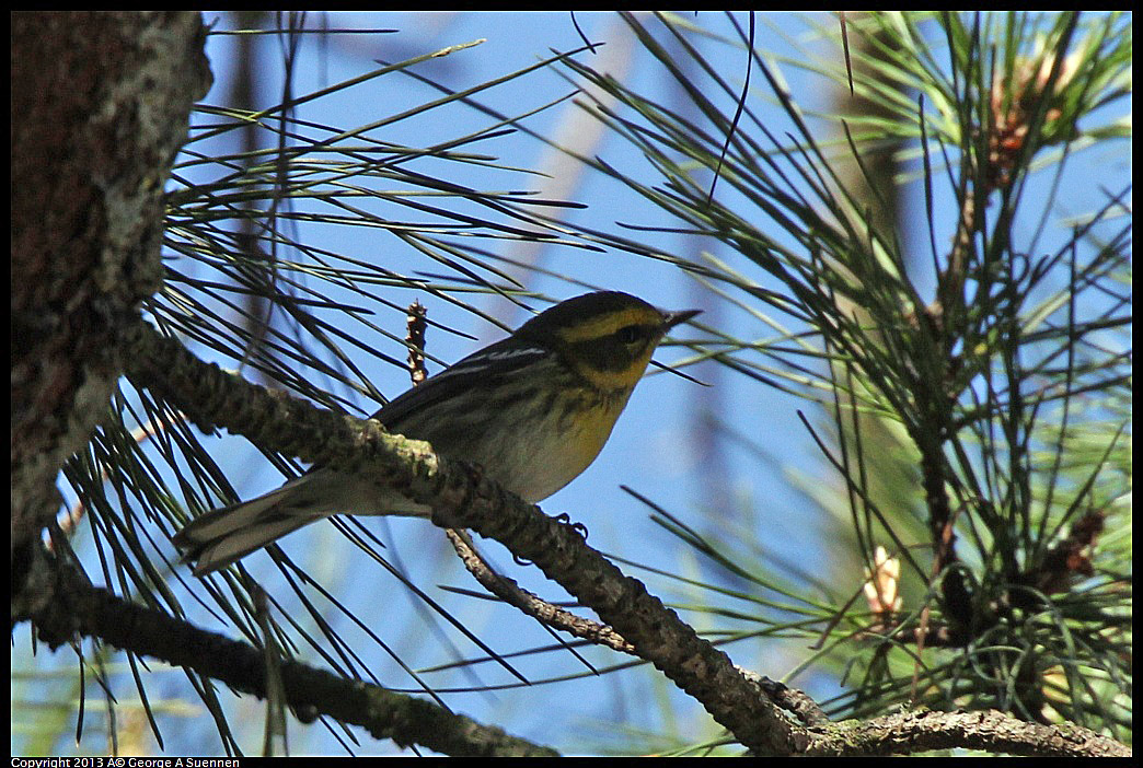 0217-112029-01.jpg - Townsend's Warbler