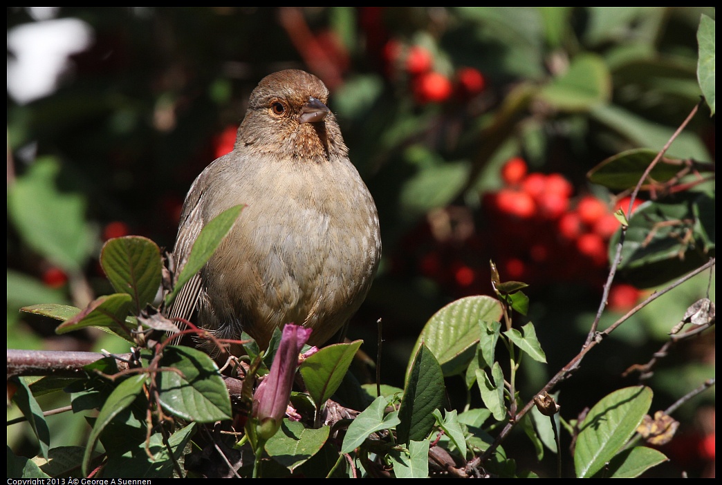 0217-112156-03.jpg - California Towhee