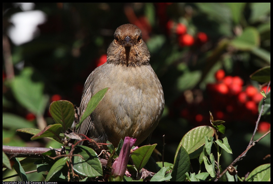 0217-112203-02.jpg - California Towhee