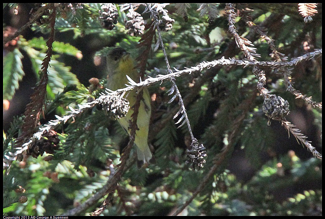 0217-112320-03.jpg - Lesser Goldfinch