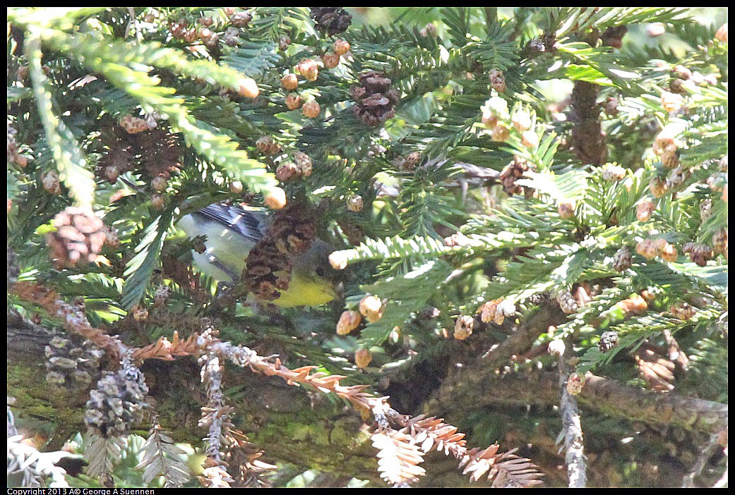 0217-112336-01.jpg - Lesser Goldfinch