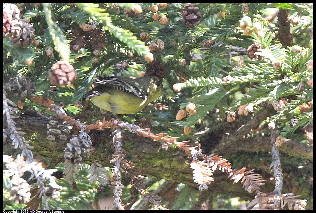 0217-112343-05.jpg - Lesser Goldfinch