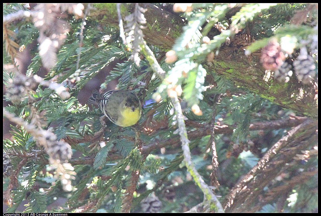 0217-112355-03.jpg - Lesser Goldfinch