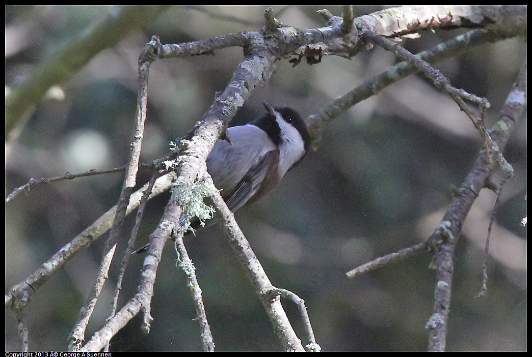 0217-113335-01.jpg - Chestnut-backed Chickadee