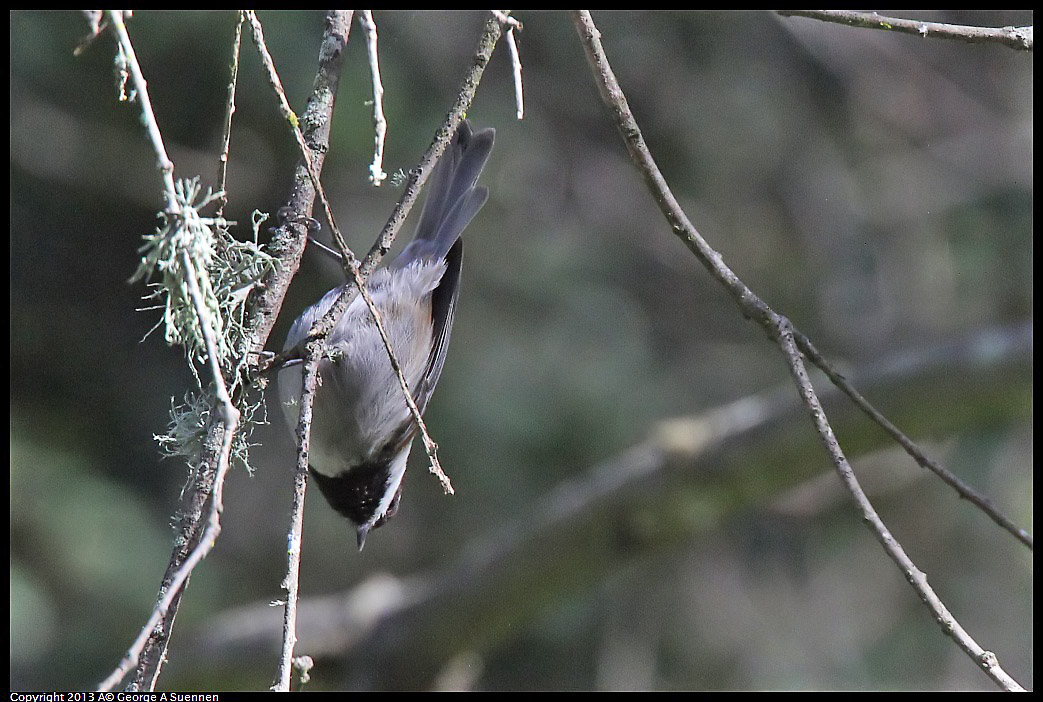 0217-113340-01.jpg - Chestnut-backed Chickadee