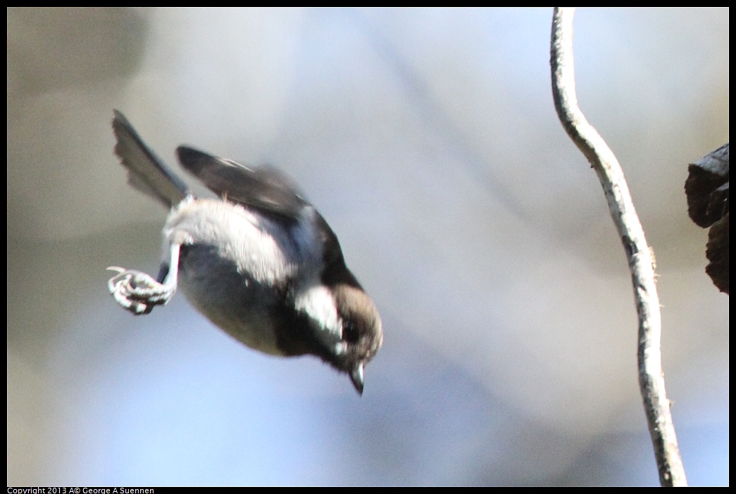 0217-113630-01.jpg - Chestnut-backed Chickadee