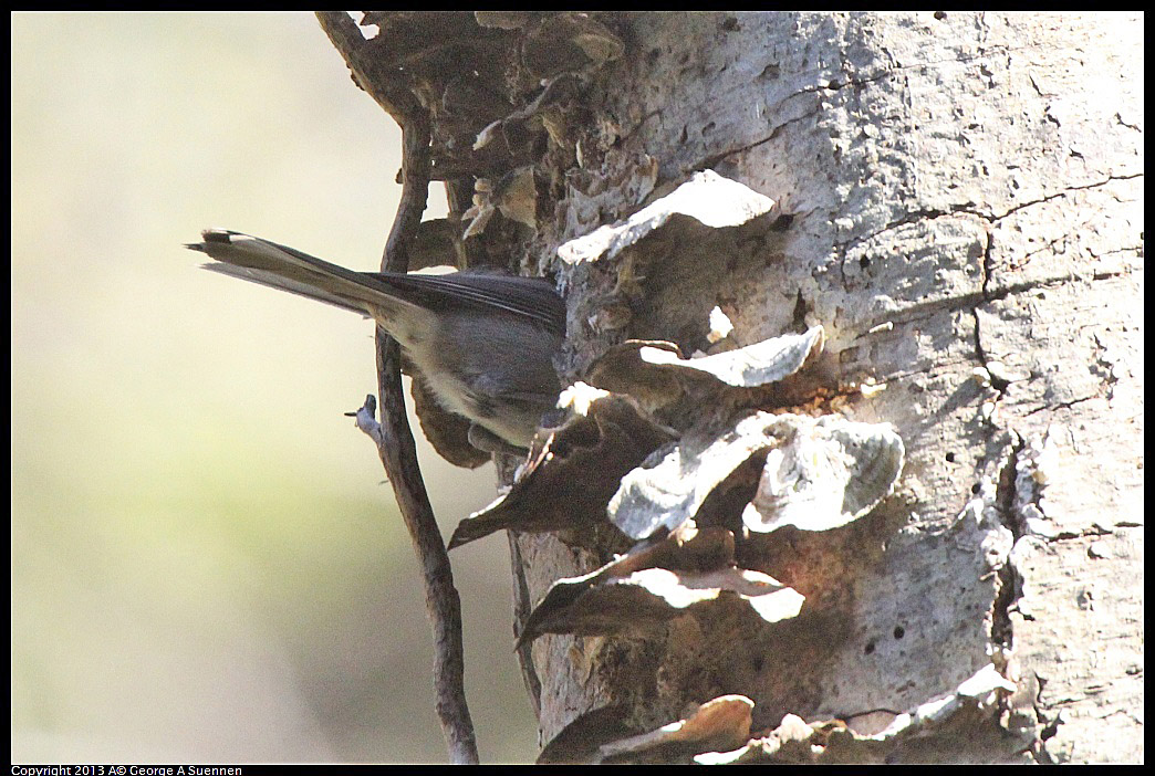 0217-113633-01.jpg - Chestnut-backed Chickadee