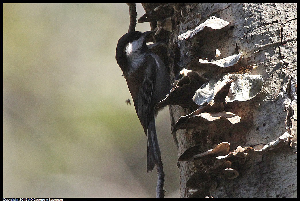 0217-113644-01.jpg - Chestnut-backed Chickadee