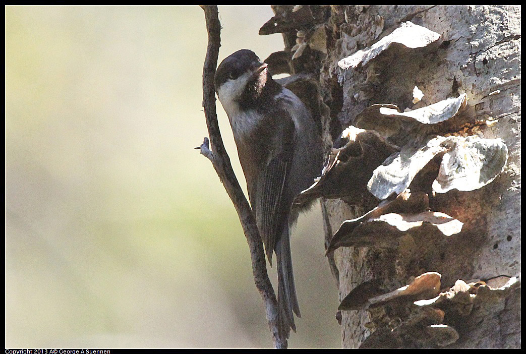 0217-113644-02.jpg - Chestnut-backed Chickadee