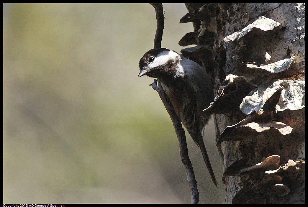 0217-113644-04.jpg - Chestnut-backed Chickadee