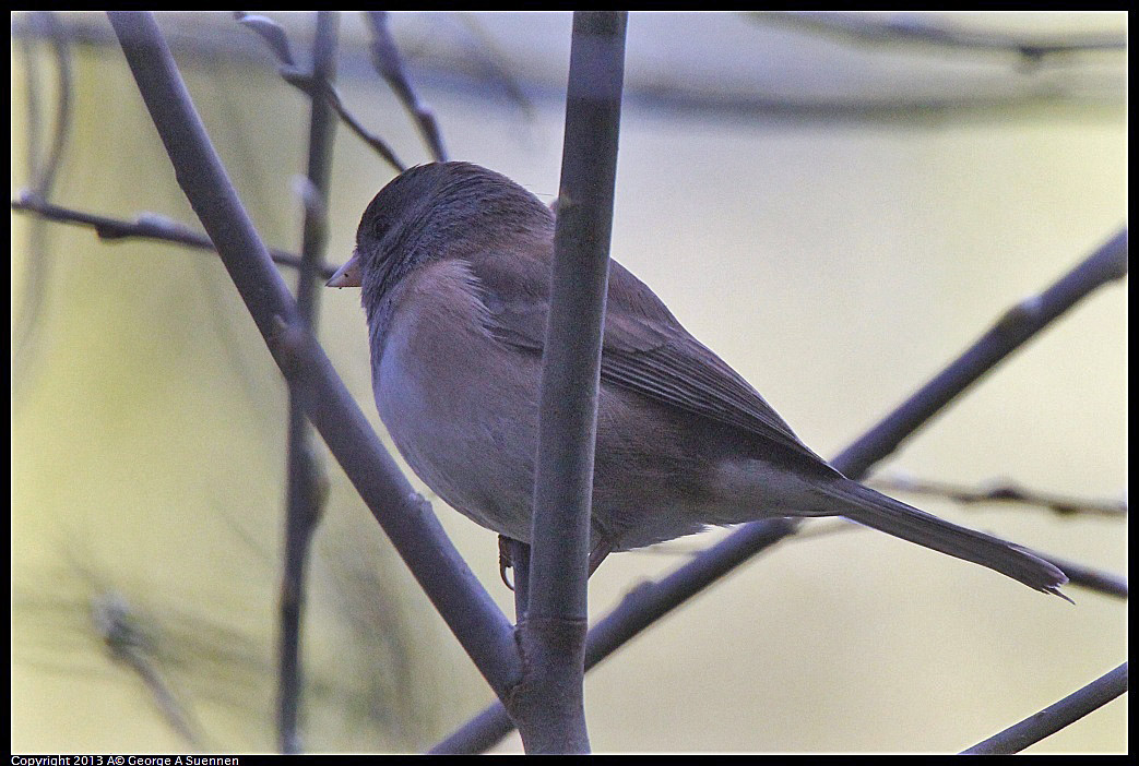 0217-113736-02.jpg - Dark-eyed Junco