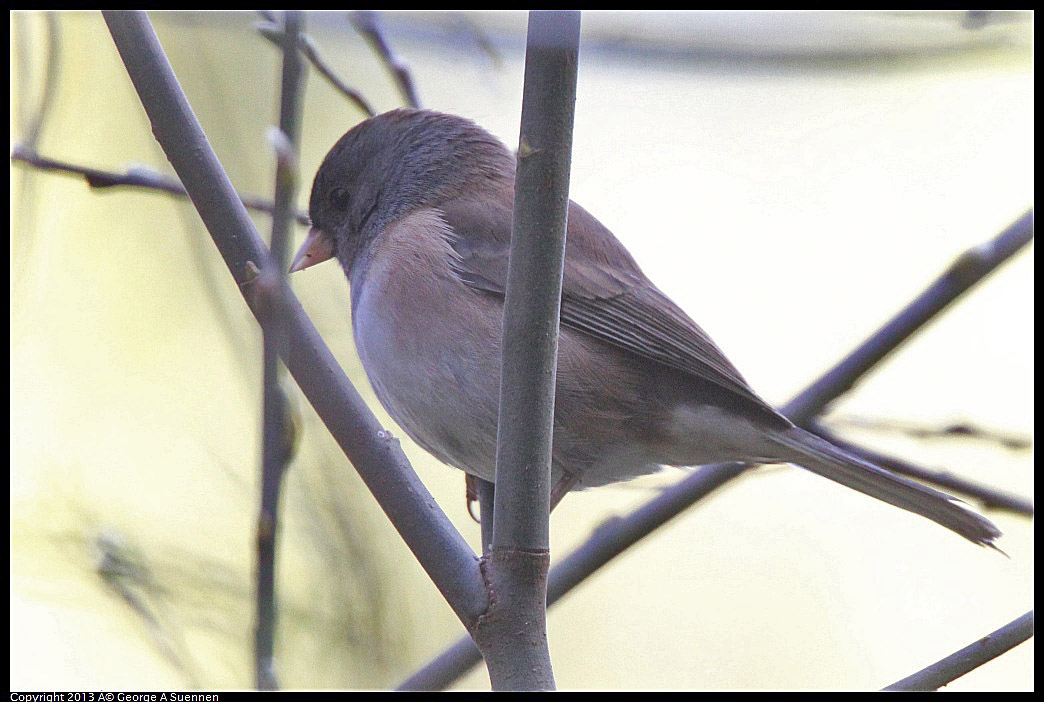 0217-113736-05.jpg - Dark-eyed Junco