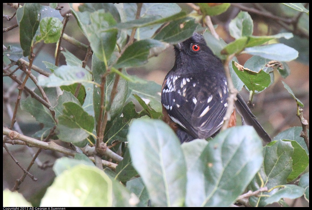 0217-114100-04.jpg - Spotted Towhee