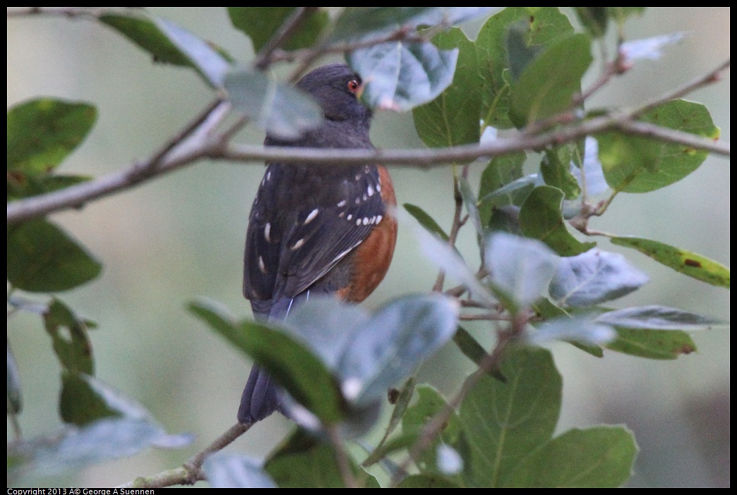 0217-114121-02.jpg - Spotted Towhee