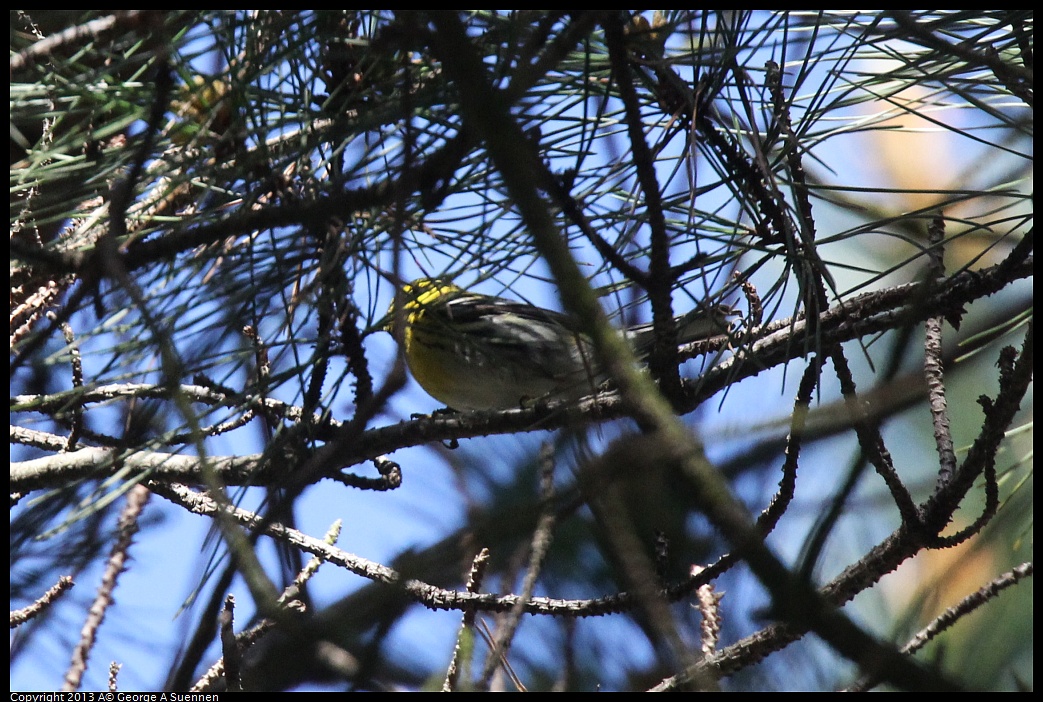 0217-114812-02.jpg - Townsend's Warbler