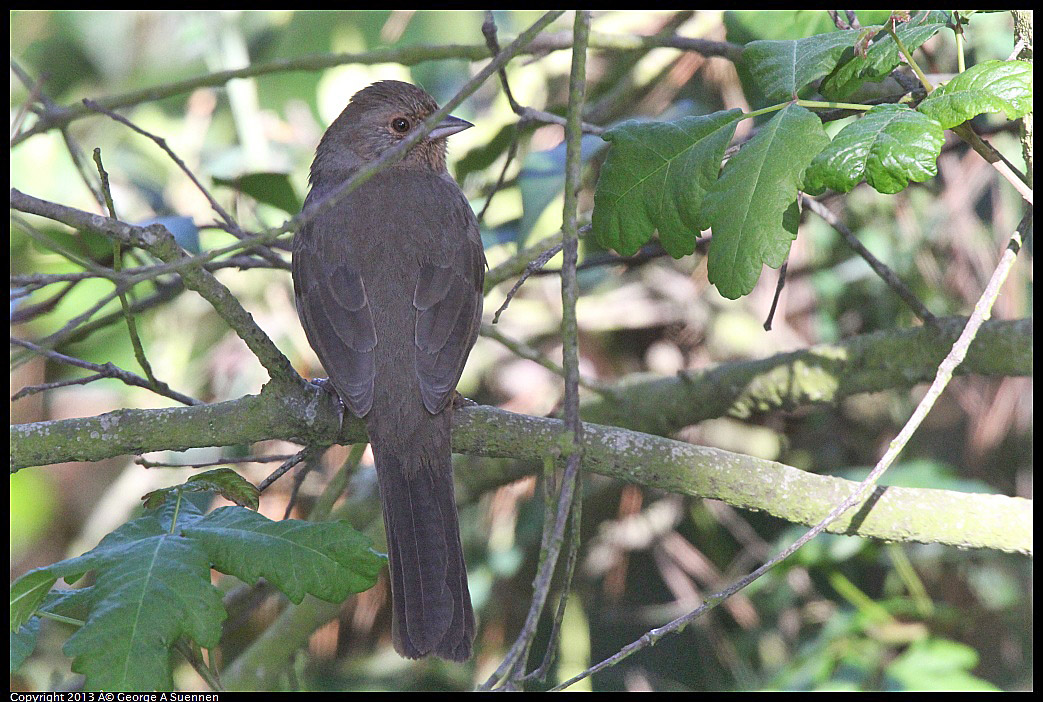 0217-114918-04.jpg - California Towhee