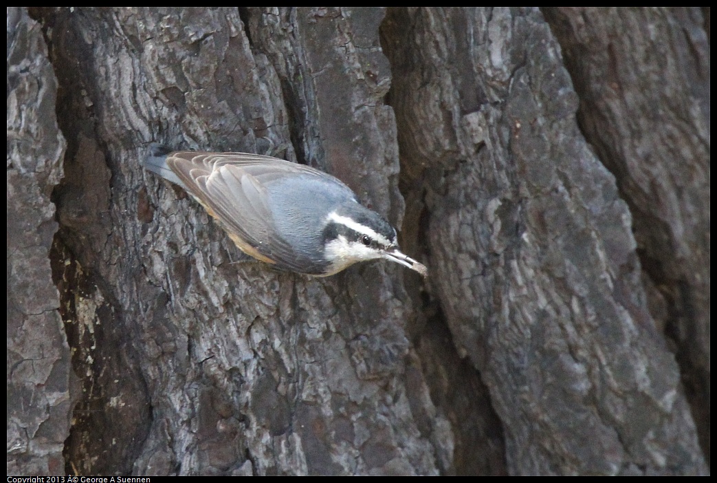 0217-115100-01.jpg - Red-breasted Nuthatch