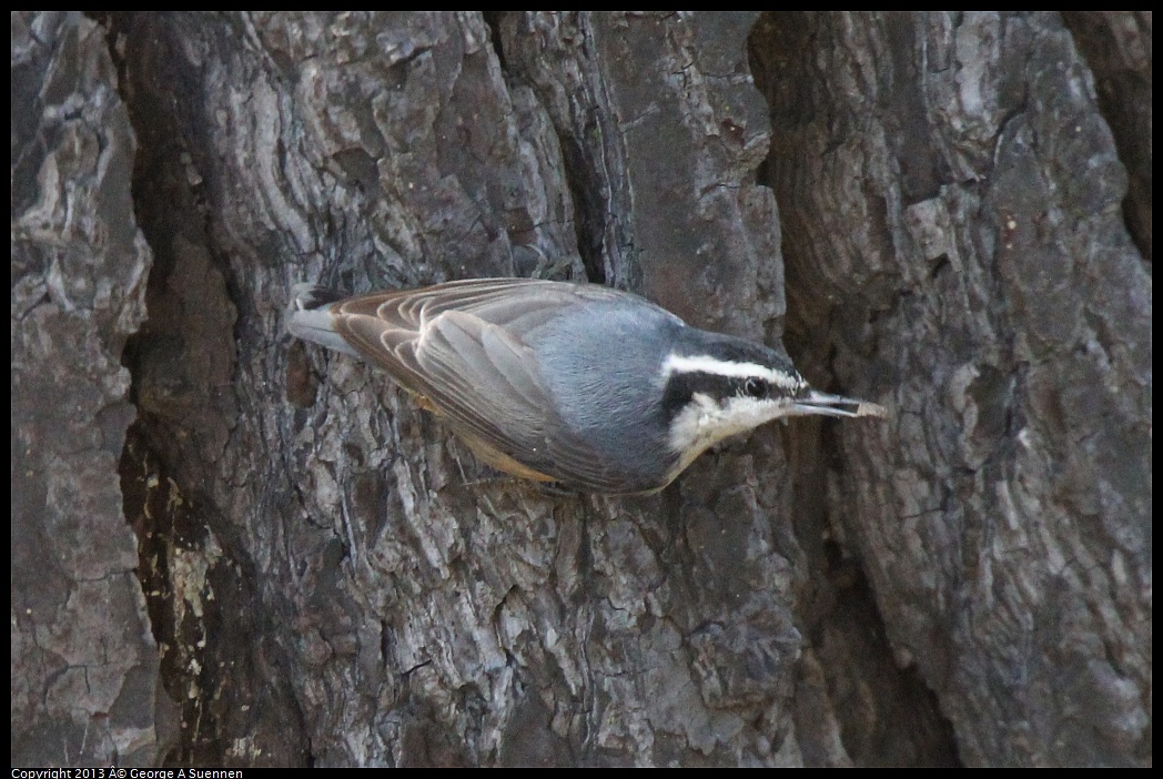 0217-115100-03.jpg - Red-breasted Nuthatch