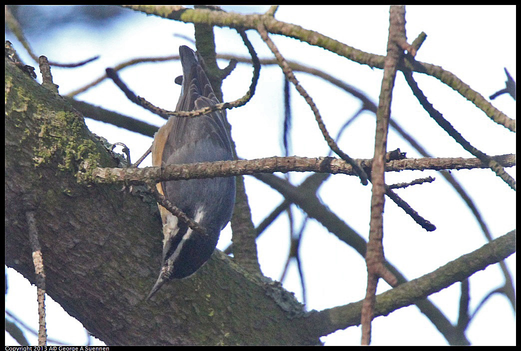 0217-115146-01.jpg - Red-breasted Nuthatch