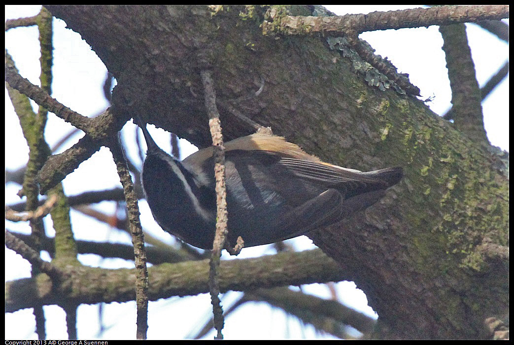 0217-115147-05.jpg - Red-breasted Nuthatch