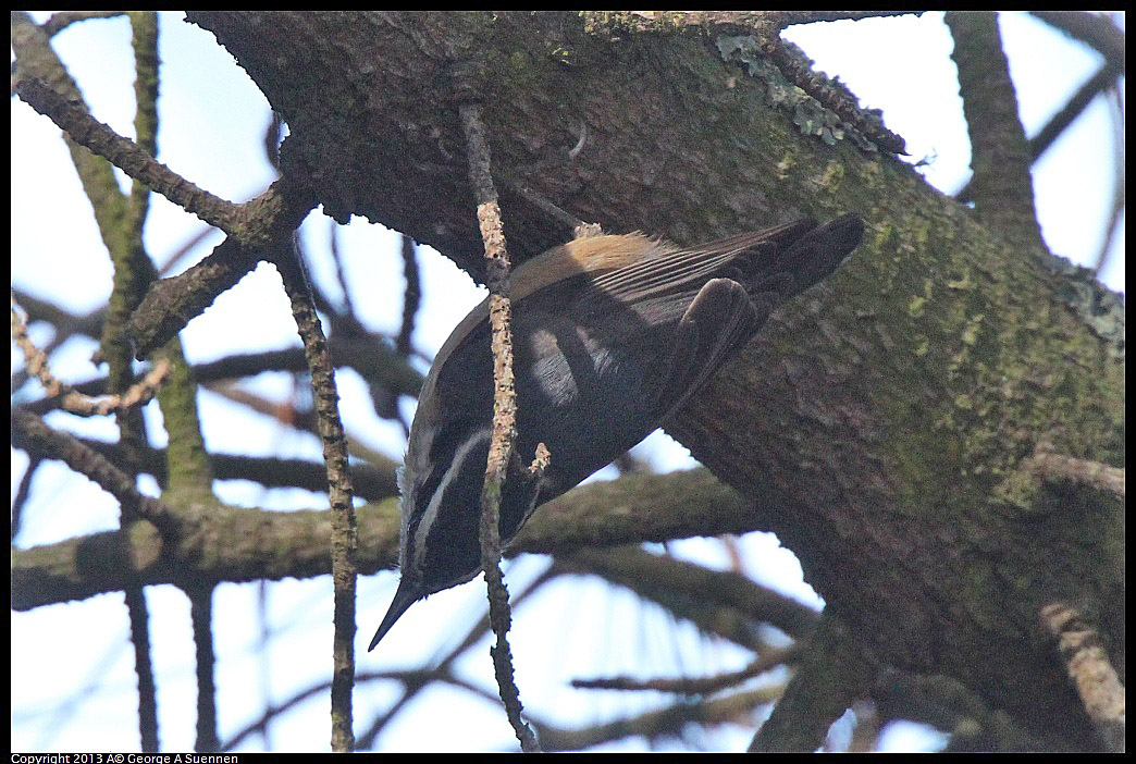 0217-115148-03.jpg - Red-breasted Nuthatch