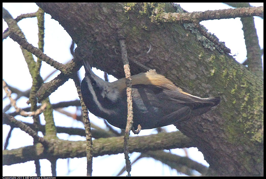 0217-115149-04.jpg - Red-breasted Nuthatch