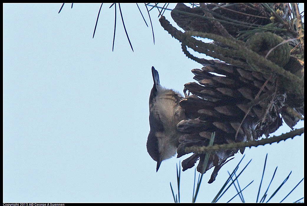 0217-115207-01.jpg - Pygmy Nuthatch