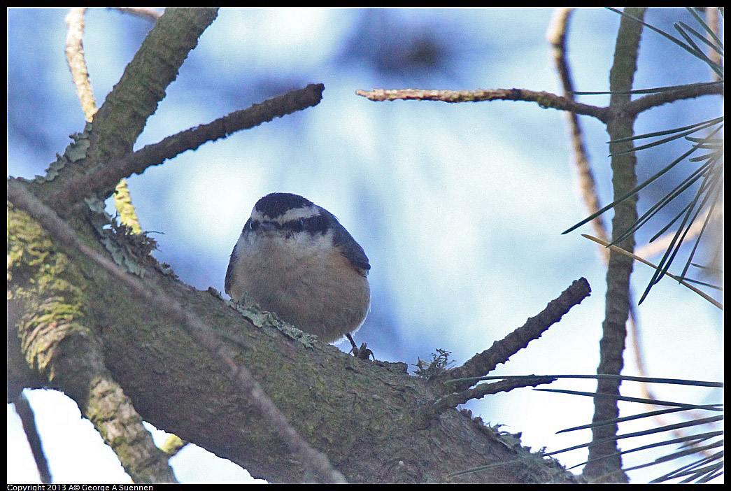 0217-115240-01.jpg - Red-breasted Nuthatch