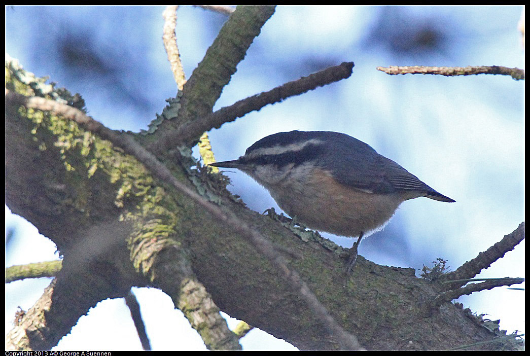 0217-115240-03.jpg - Red-breasted Nuthatch