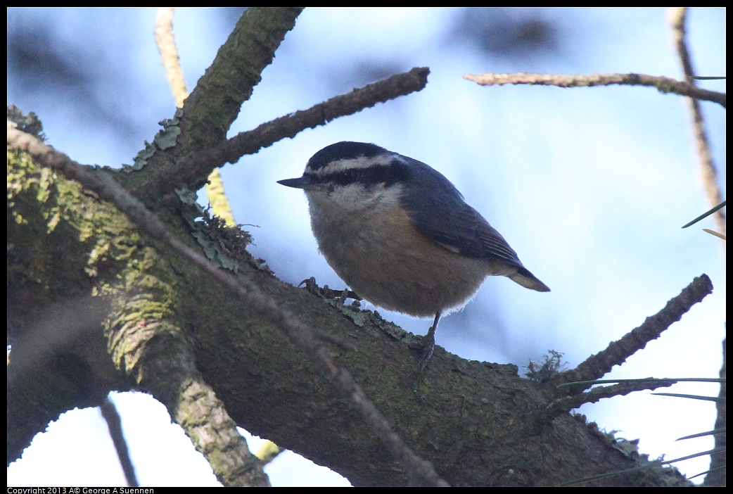 0217-115241-01.jpg - Red-breasted Nuthatch