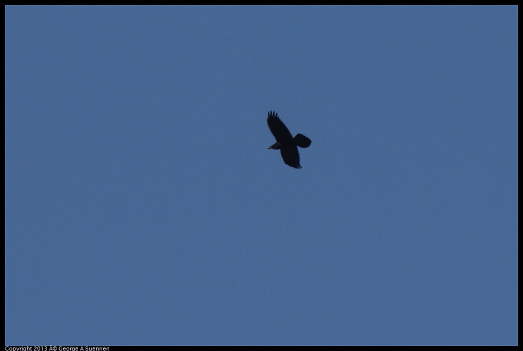 0217-115524-01.jpg - Common Raven