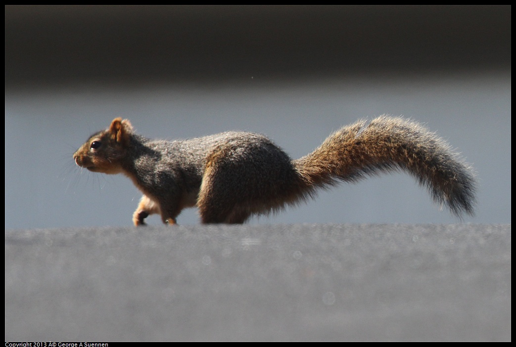 0217-115601-02.jpg - Squirrel