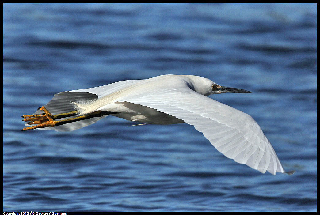 0220-092227-03.jpg - Snowy Egret