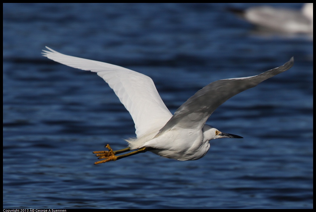 0220-092229-04.jpg - Snowy Egret