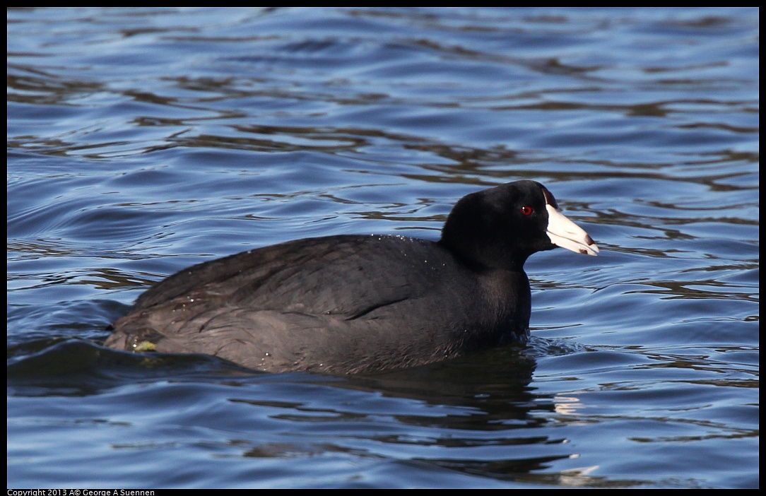 0220-092258-03.jpg - American Coot