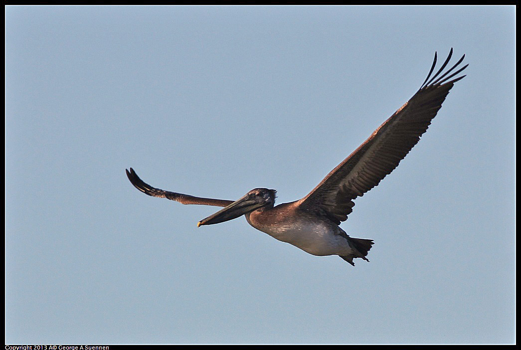 0220-092304-05.jpg - Brown Pelican