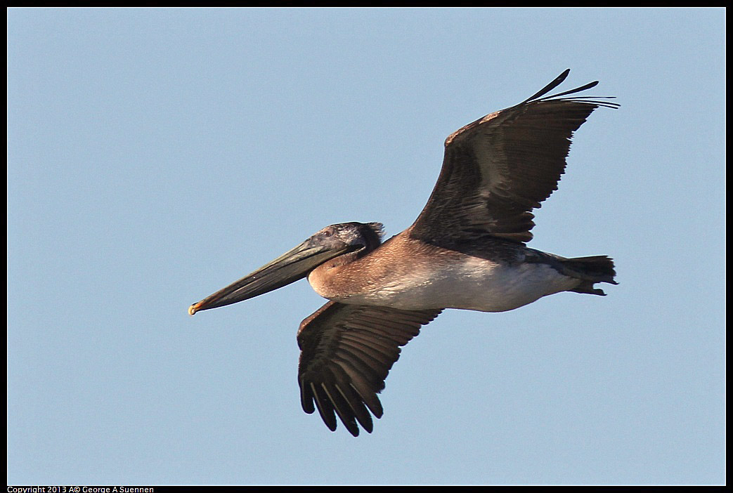 0220-092306-06.jpg - Brown Pelican