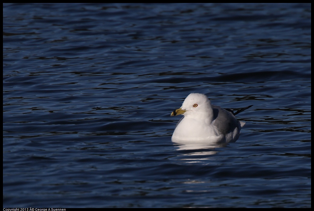 0220-092316-02.jpg - Ring-billed Gull