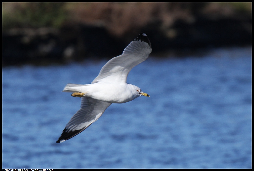 0220-092323-05.jpg - Ring-billed Gull