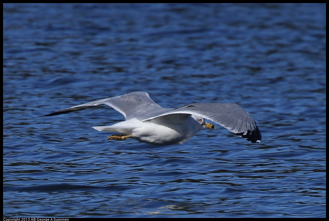 0220-092325-05.jpg - Ring-billed Gull