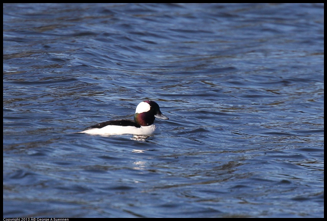 0220-092429-02.jpg - Bufflehead