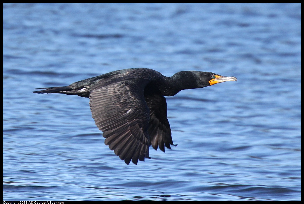 0220-092638-01.jpg - Double-crested Cormorant