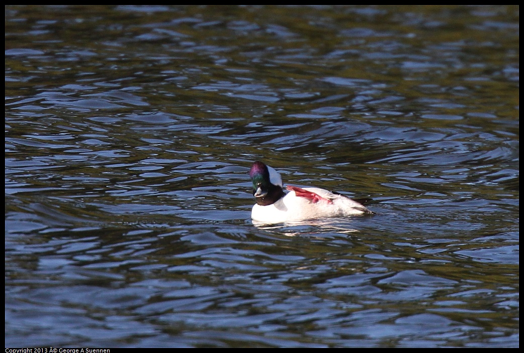 0220-092728-04.jpg - Bufflehead