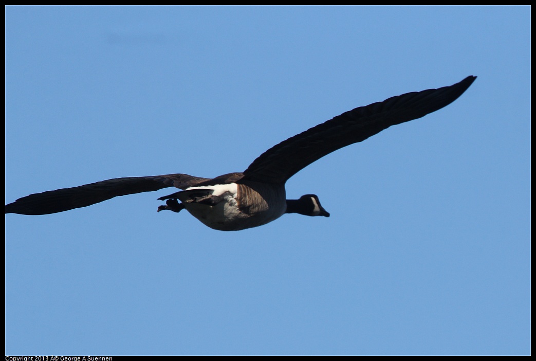 0220-092829-01.jpg - Canada Goose