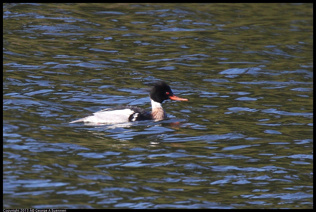 0220-092854-02.jpg - Red-breasted Merganser