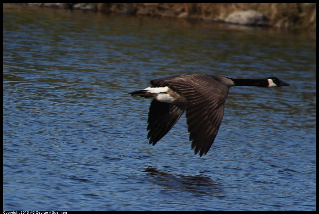 0220-093027-01.jpg - Canada Goose