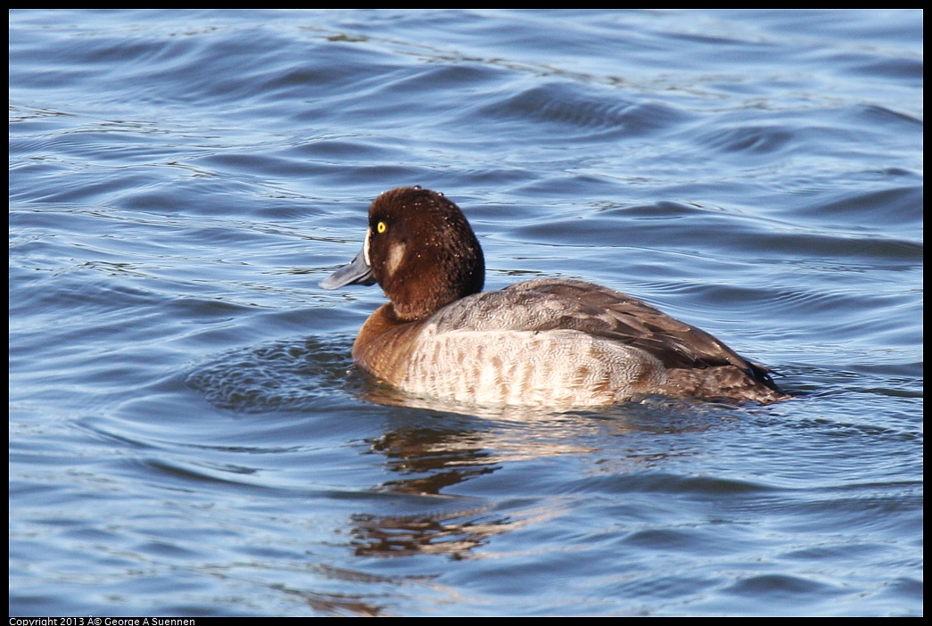 0220-093057-03.jpg - Lesser Scaup