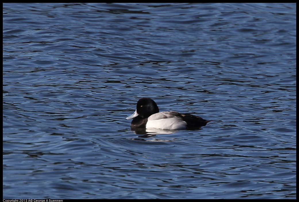 0220-093334-01.jpg - Lesser Scaup